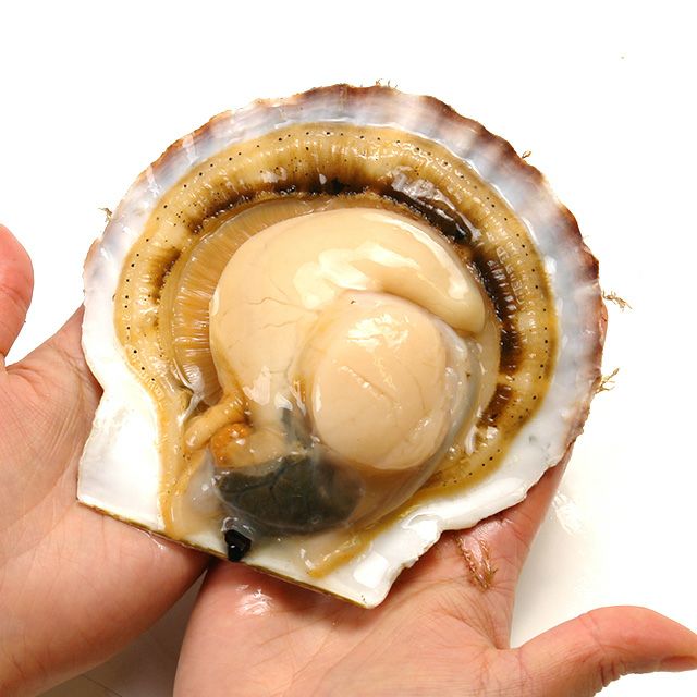 北海道野付産「活」ホタテ2kg箱(特大6枚前後)＜生冷蔵＞