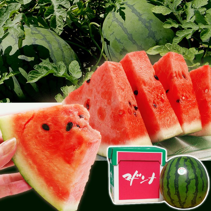 北海道産マドンナすいか5Lサイズ×1玉(秀品)の通販｜最北の海鮮市場