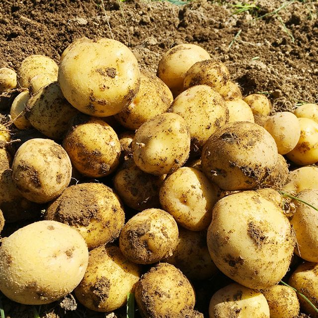 北海道産きたあかりシェアリング(オーナー権)の通販｜最北の海鮮市場