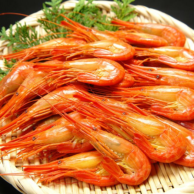北海シマエビ500g（35-40尾前後）＜浜茹で・チルド＞
