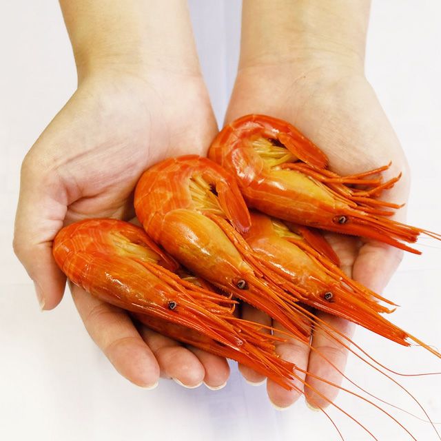 北海シマエビ500g（35-40尾前後）＜浜茹で・チルド＞