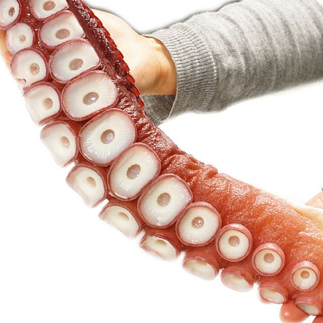 超特大ボイルタコ足1.4kg前後＜ボイル冷凍＞の通販｜最北の海鮮市場