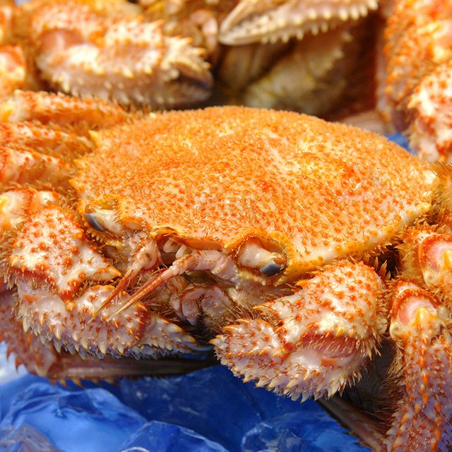北海道産毛ガニ姿650g前後(枝幸)＜浜茹で・チルド＞