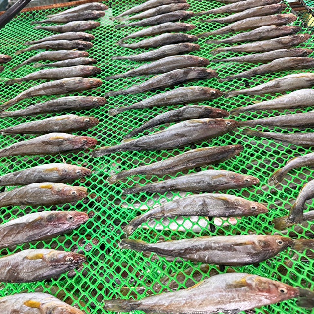 根室名産生干しこまい(ワタ付き)500g