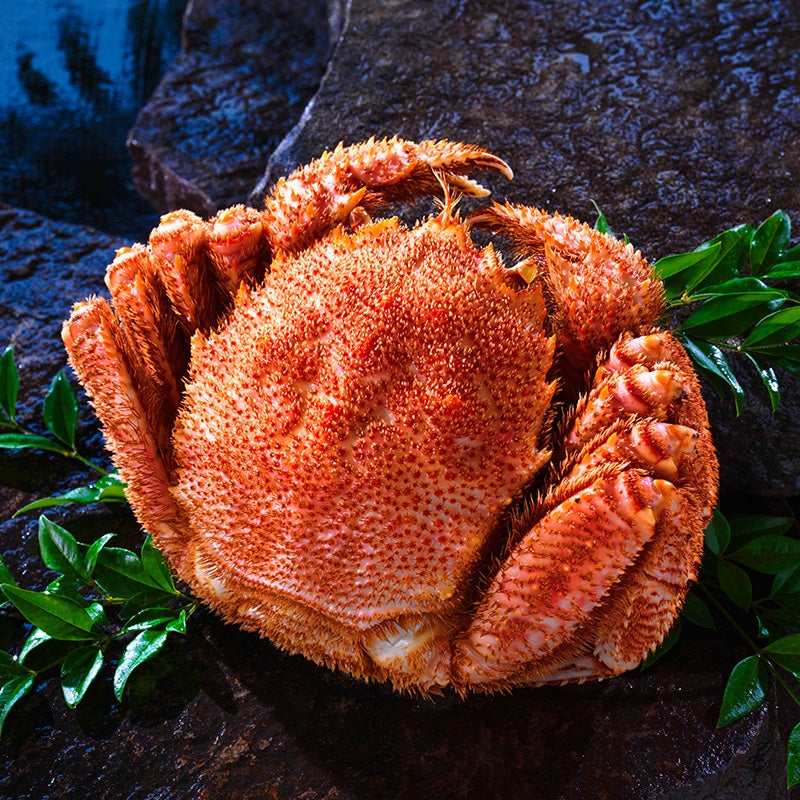 北海道産毛ガニ姿(雄武)＜浜茹で・チルド＞