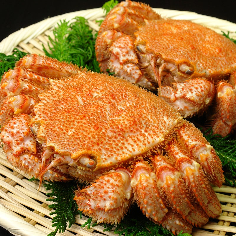 北海道産毛ガニ姿2尾セット(枝幸)