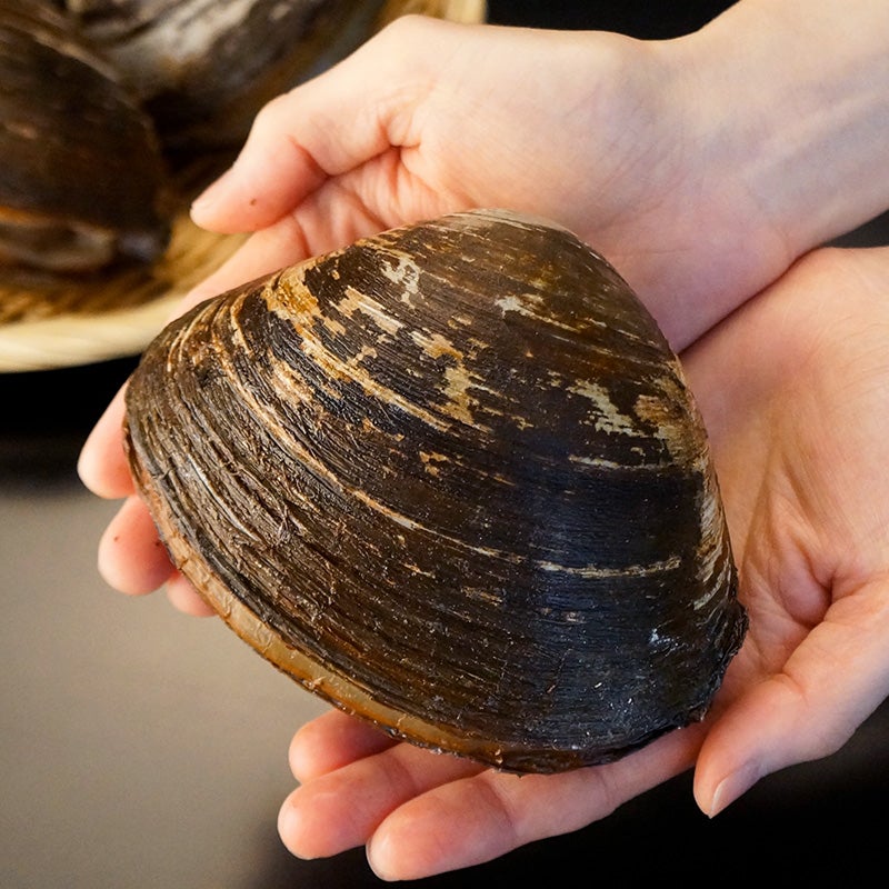北海道根室産「活」ホッキ2kg箱(特大サイズ)＜生冷蔵＞の通販｜最北の