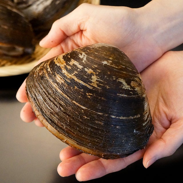 北海道根室産「活」ホッキ2kg箱(特大サイズ)＜生冷蔵＞